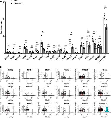 Low Expression of YTH Domain-Containing 1 Promotes Microglial M1 Polarization by Reducing the Stability of Sirtuin 1 mRNA